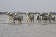 Chevaux de Camargue