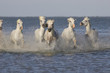 Chevaux de Camargue Chevaux de Camargue