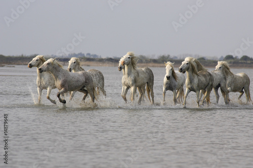 Photo: Chevaux de Camargue Chevaux de Camargue