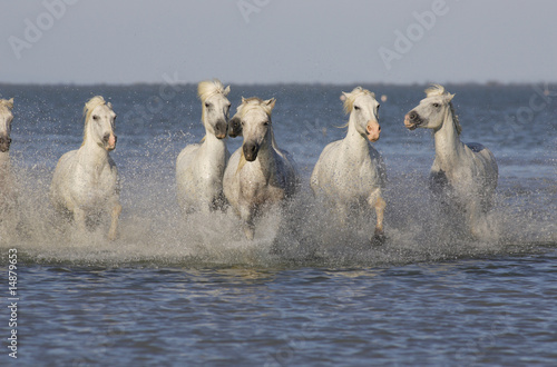 Photo: Chevaux de Camargue Chevaux de Camargue
