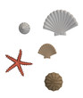 Sea Shells And Star Fish