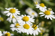 Kamillenblüten
