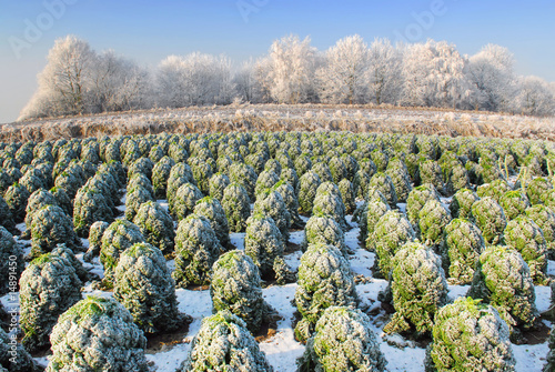 Photo: kale field in holland in winter kale field in holland in winter