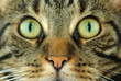 visage d'un chat