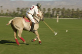 Photo: Polo Player leaning down from polo pony, Advancing Ball on polo field during match, side view Polo Player leaning down from polo pony, Advancing Ball on polo field during match, side view