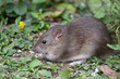 Wild Brown Rat Wild Brown Rat