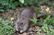 Wild Brown Rat Wild Brown Rat