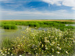 Green Bayou