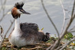 Great Crested Grebe with a chick on the nest Great Crested Grebe with a chick on the nest