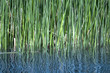 Common Reeds