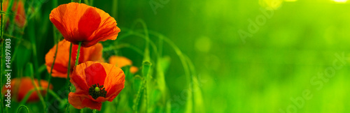 Photo: bandeau horizontal vert et fleur rouge - nature et coquelicot bandeau horizontal vert et fleur rouge - nature et coquelicot