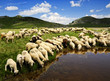 Sheep on the Bistra mountain drinking water on the glacier lake Sheep on the Bistra mountain drinking water on the glacier lake