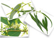 3 photos d'eucalyptus