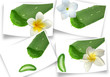 aloe vera sur 4 photos courbes