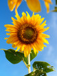Photo: sun flower 7 sun flower 7