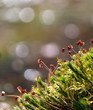 anophyte macro shot
