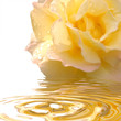 yellow rose yellow rose