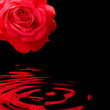 red rose red rose