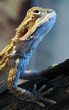 Gecko