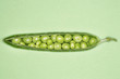 Open pea pod containing peas, close-up