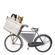 cats and bike
