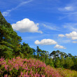 heather 3