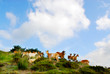 goats 1