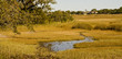 Golden Marsh