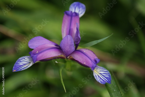 Iris hollandais Iris hollandais