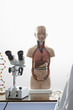 Human anatomy model and microscope