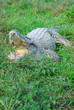 crocodile 2