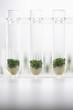 Cress seedlings growing in test tubes