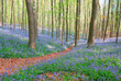 bluebell hyacinths in hallerbos belgium