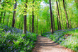 bluebell hyacinths in hallerbos belgium