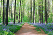 bluebell hyacinths in hallerbos belgium