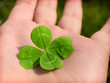 Four Leaf Clover