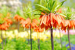 kaiserscrown in keukenhof holland
