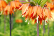 kaiserscrown in keukenhof holland