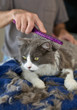 Photo en ligne au meilleur prix Kitty's Home Haircut