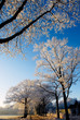winter landscape in holland