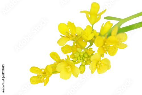 Foto: Rapeseed Rapeseed