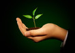 sprout