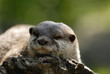 otter