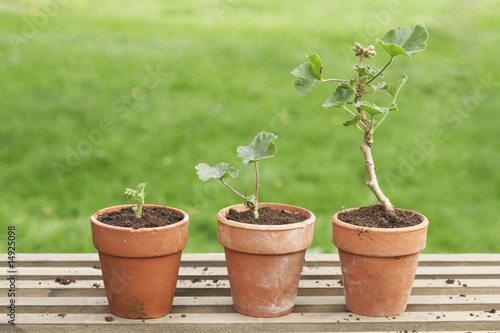 Photo: Potted Geraniums Potted Geraniums