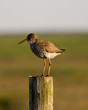 Foto: Vogel im Wattenmeer Vogel im Wattenmeer