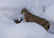Luchs