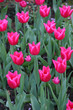 Tulpenfeld
