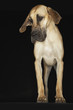 Great Dane standing, front view