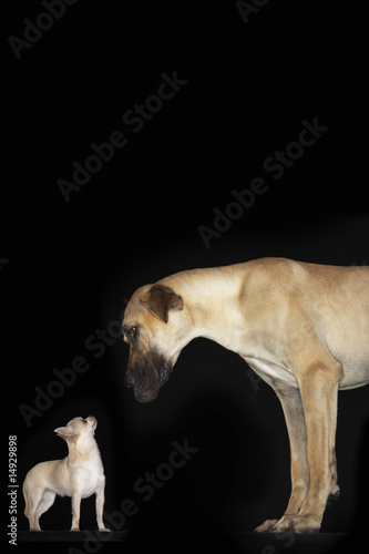Photo: Great Dane and Chihuahua standing looking at each other Great Dane and Chihuahua standing looking at each other