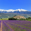 lavande